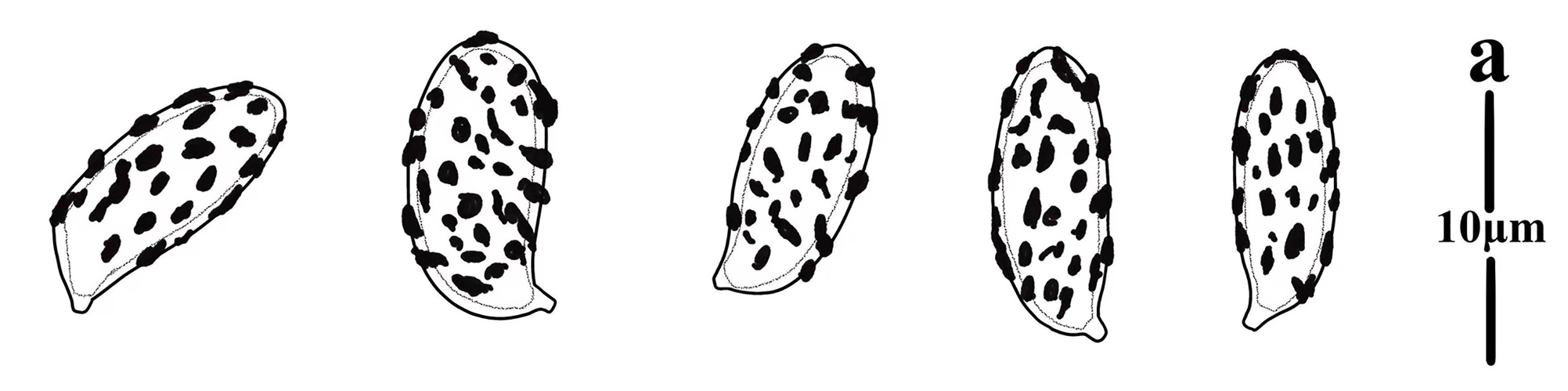 Figure 63